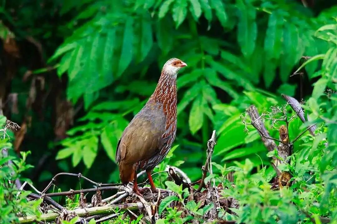 Jackson Francolin